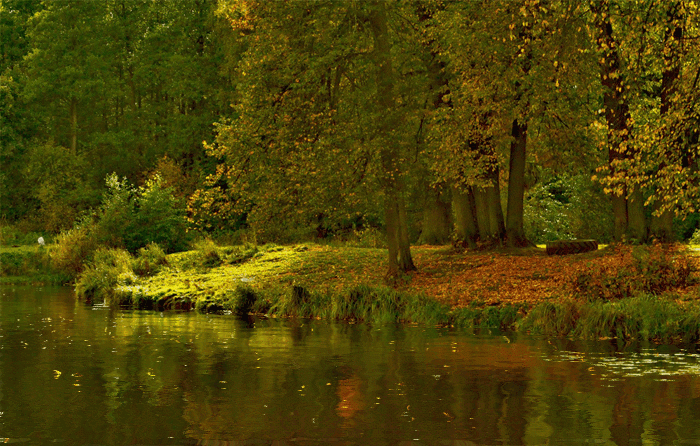 Фото природа, река, лес
