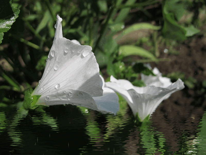 Фото белые лилии под дождем