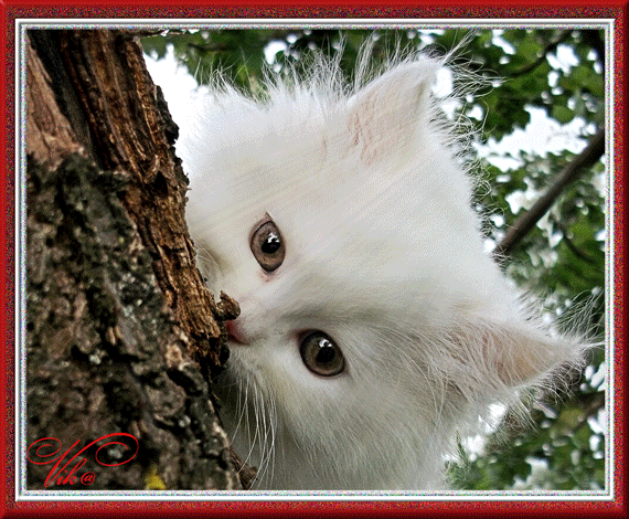 Белая кошка моргает глазами