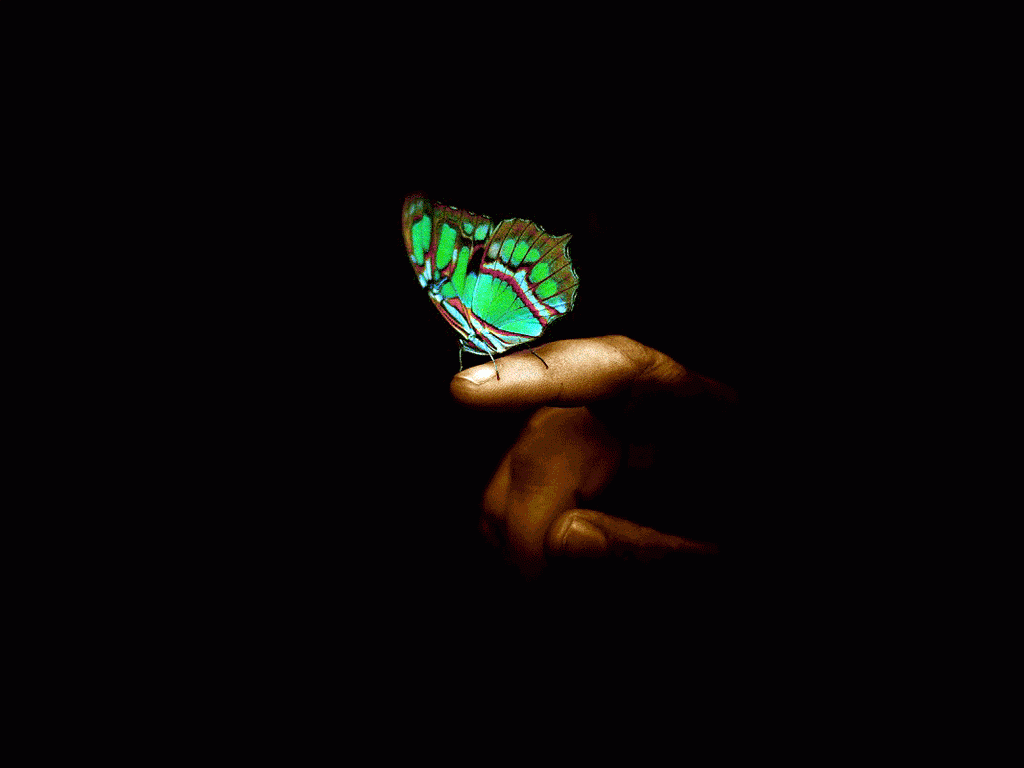 Бабочка в темноте