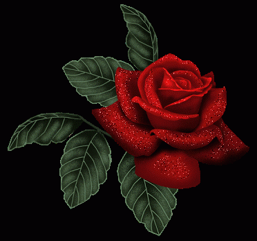 Фото темно красной розы