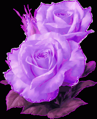 Фиолетовые розы