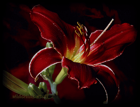 Темно красный цветок