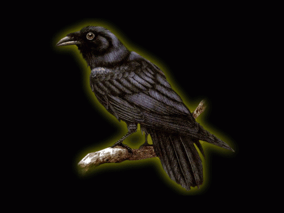 Картинка черная ворона
