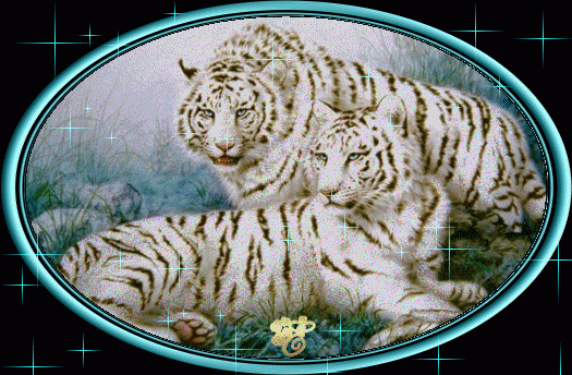 Фото белые тигры