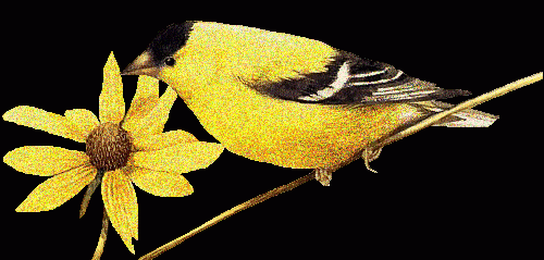 Птица желтого цвета