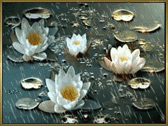 Лилии под дождем