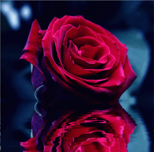 Фото бордовая роза