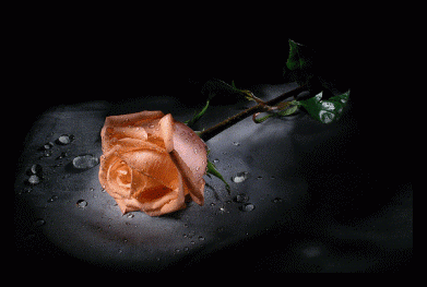 Оранжевая роза в темноте