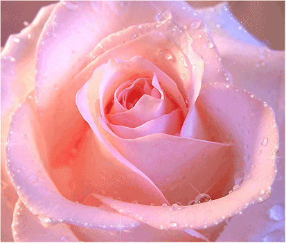Картинка розовая роза