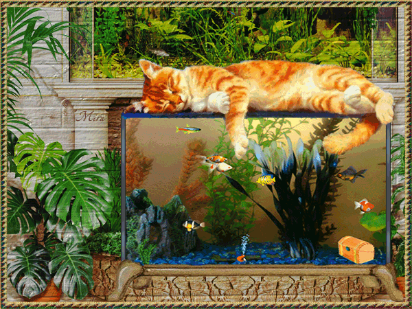 Кот и рыбки в аквариуме