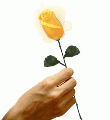 Желтая роза в руке