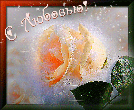 Кремовая роза любви