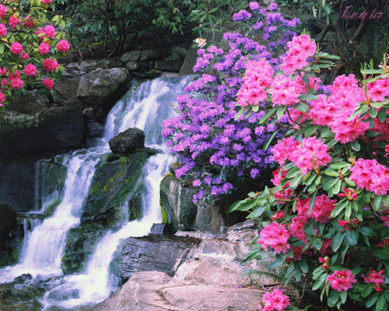 Цветы у водопада