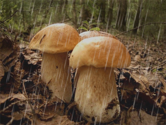 Анимация грибы под дождем