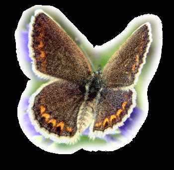 Анимированное фото бабочки