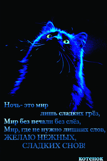Кошка в темноте